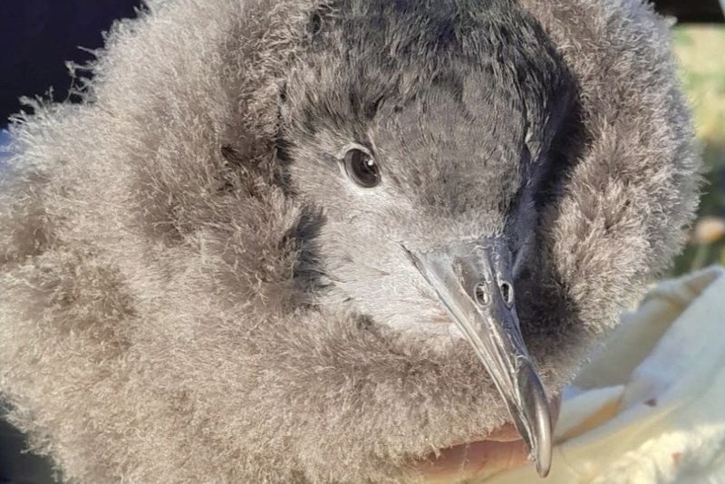 Close-up of a fluffy grey seabird chick with a hooked beak, held in someone's hand against a white cloth.