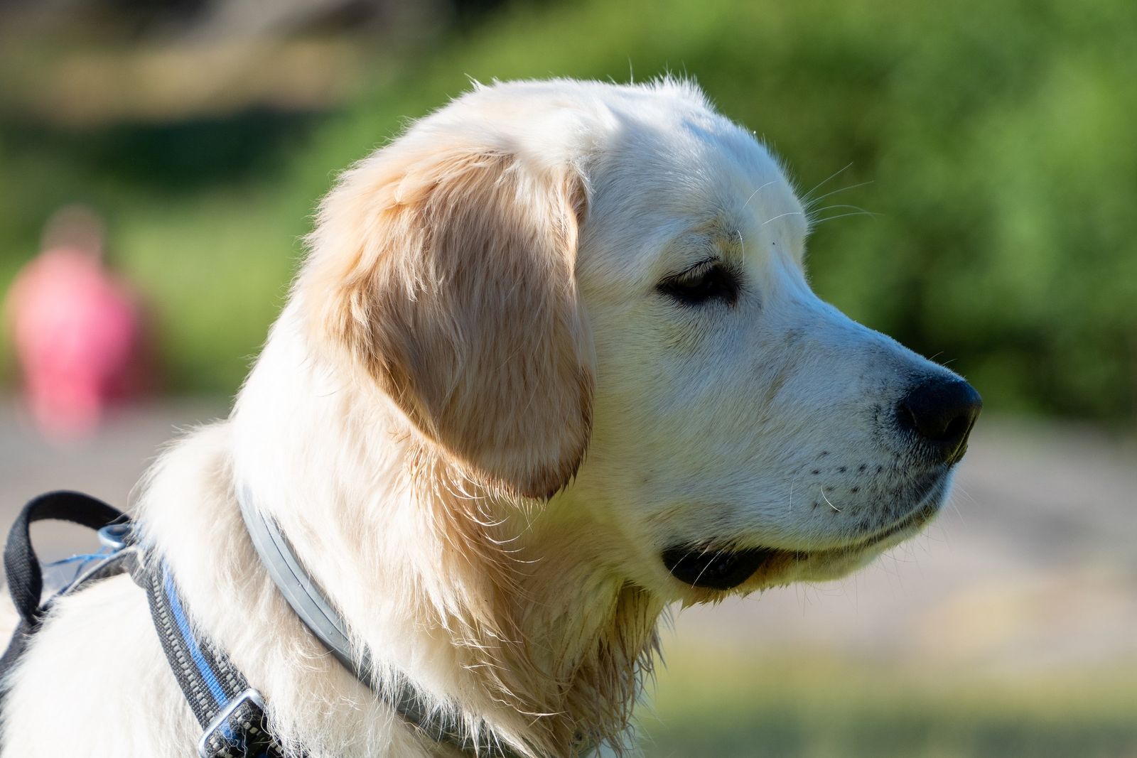 A golden retriever wearing a harness, looking to one side in a park.