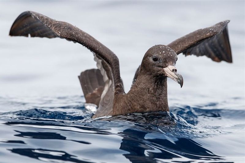 A dark brown seabird with a pale hooked bill sits on the ocean surface with its wings raised and spread.