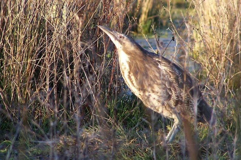 A streaky brown bittern stands among dry reeds and grasses beside shallow water, its long beak pointing upwards in warm light.