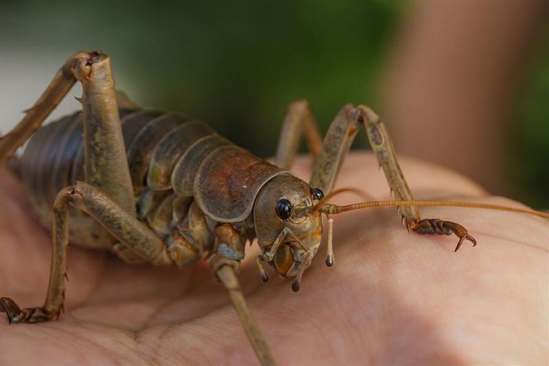 A large brown giant wētā with long spiny legs and antennae rests on a person's open hand.